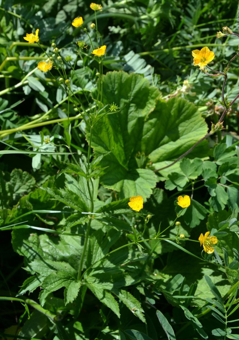 Ranunculus ingae-taniae