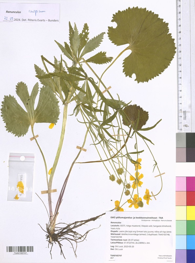 Ranunculus inopinus