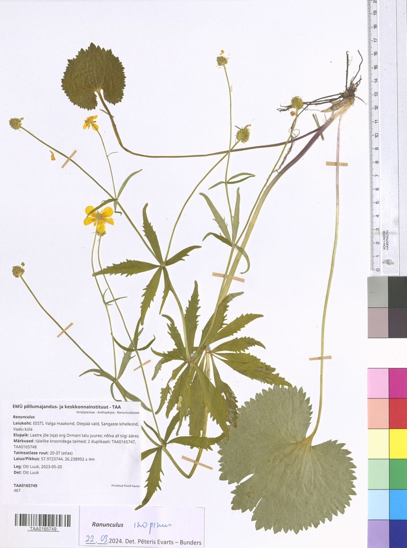 Ranunculus inopinus photo 2