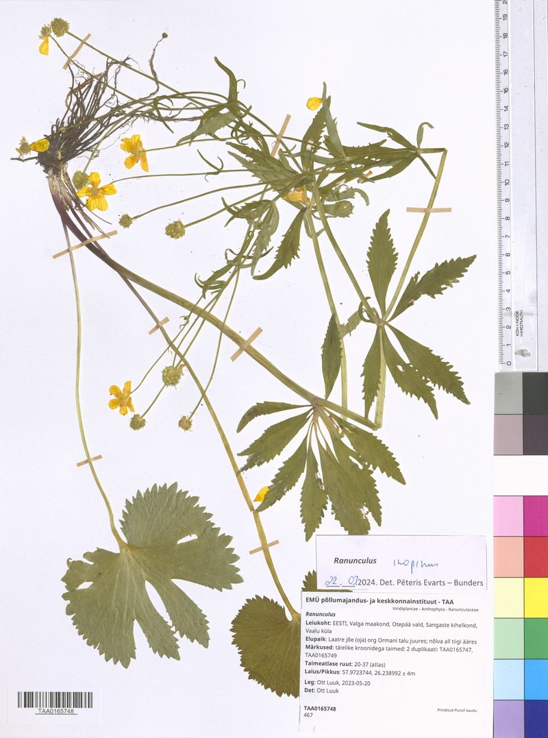 Ranunculus inopinus photo 3