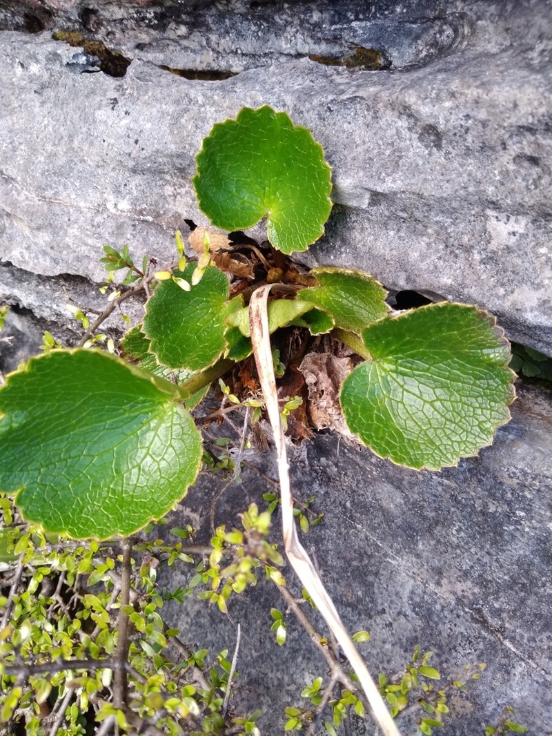 Ranunculus insignis