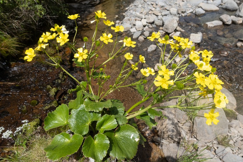 Ranunculus insignis photo 2