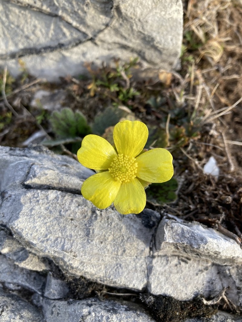 Ranunculus insignis photo 3
