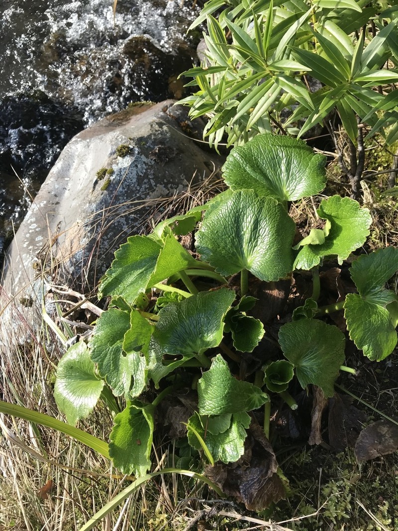 Ranunculus insignis photo 4