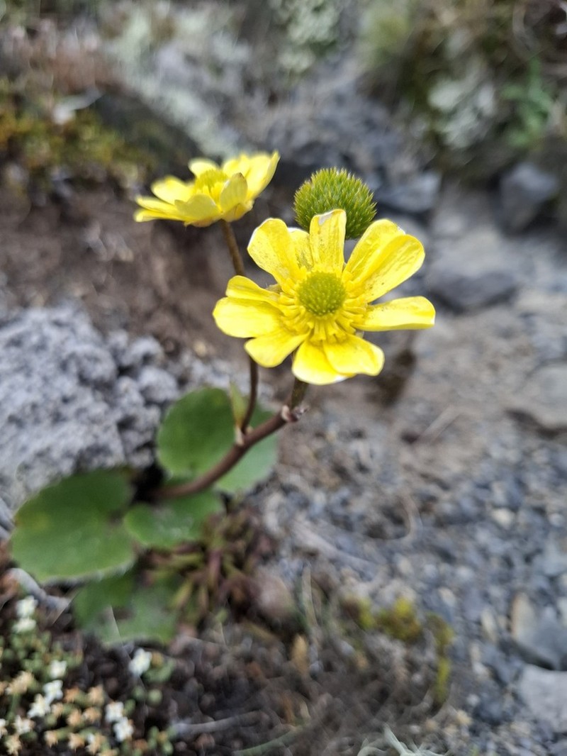 Ranunculus insignis photo 5