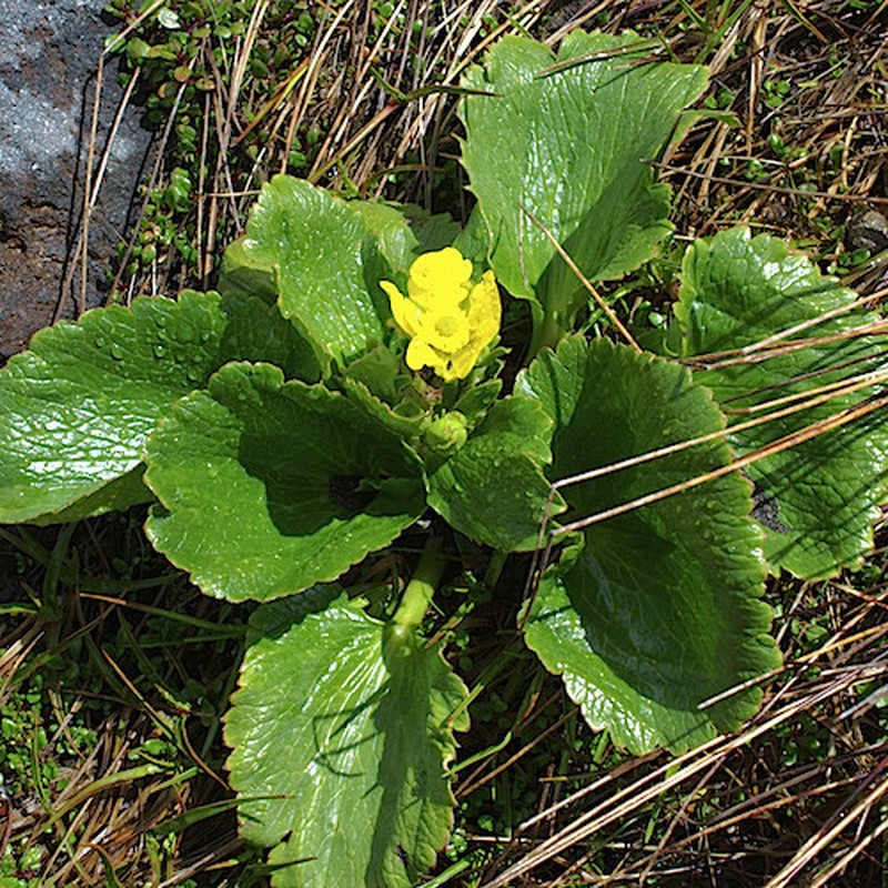 Ranunculus insignis photo 6