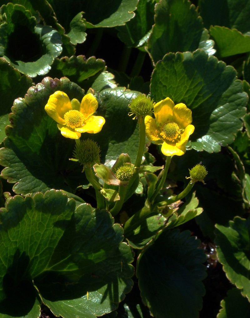 Ranunculus insignis photo 7