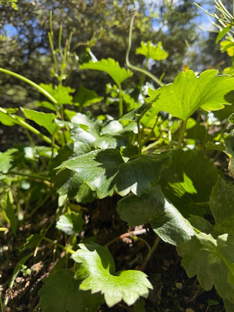 Ranunculus insignis photo 8