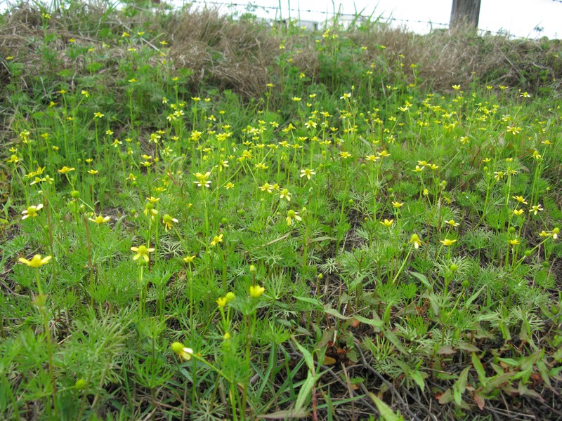 Ranunculus inundatus