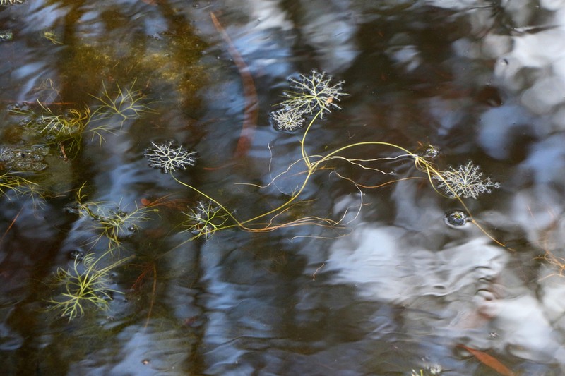 Ranunculus inundatus photo 2
