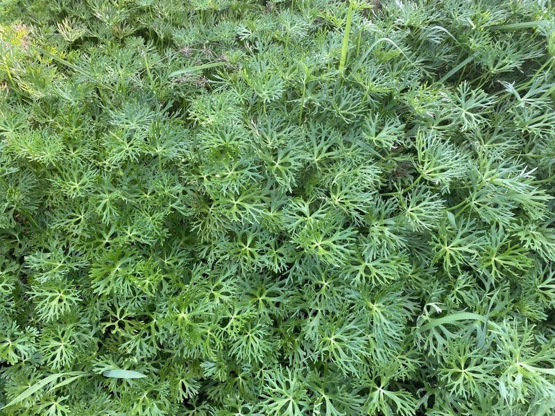 Ranunculus inundatus photo 3