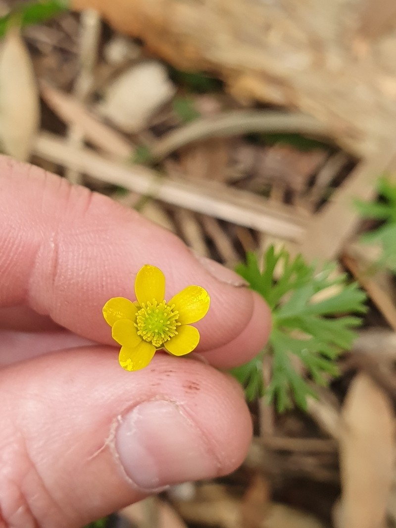 Ranunculus inundatus photo 4