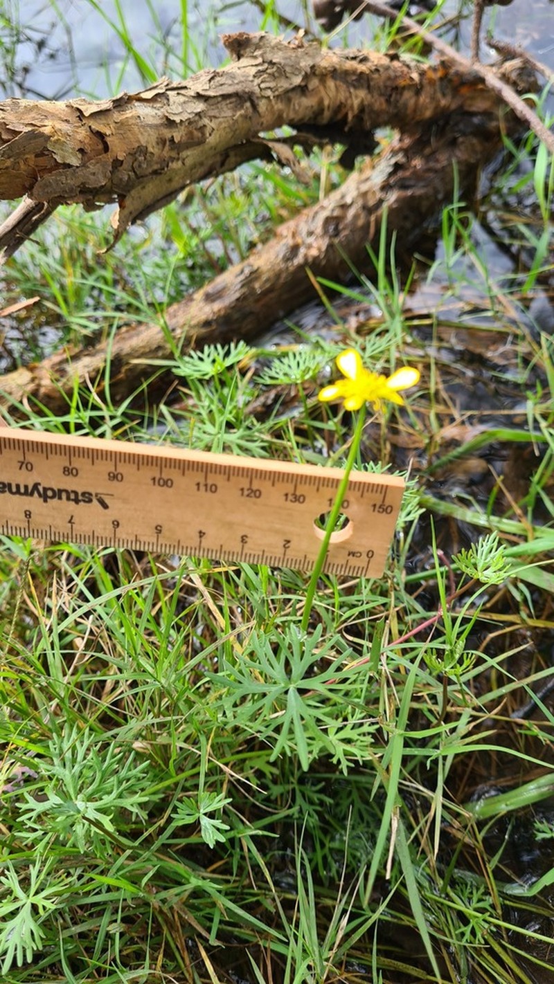 Ranunculus inundatus photo 5