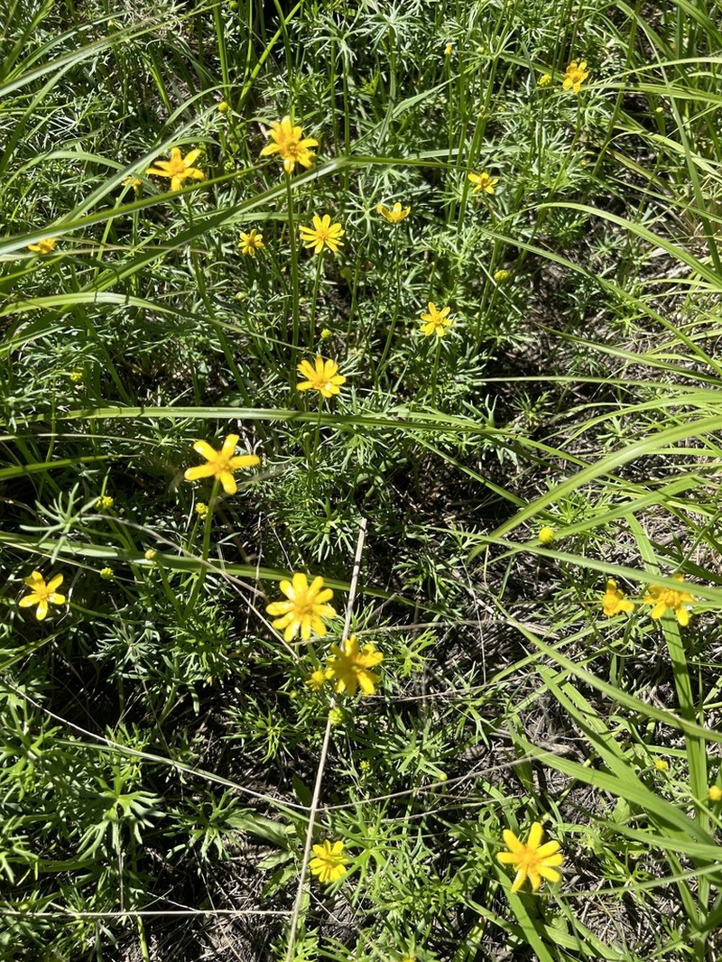 Ranunculus inundatus photo 6