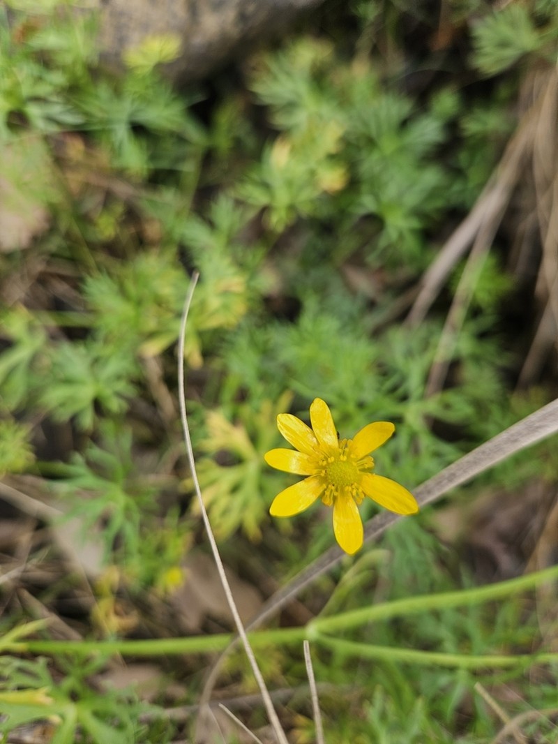 Ranunculus inundatus photo 7