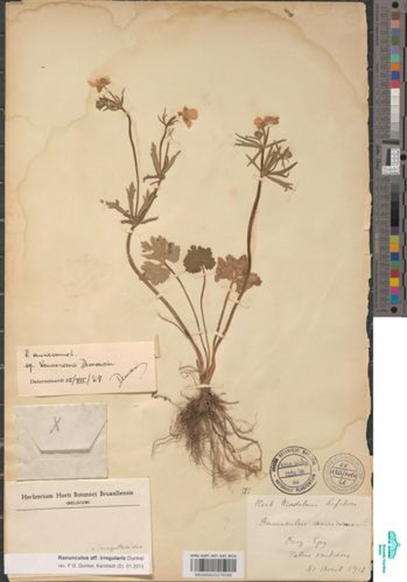 Ranunculus irregularis