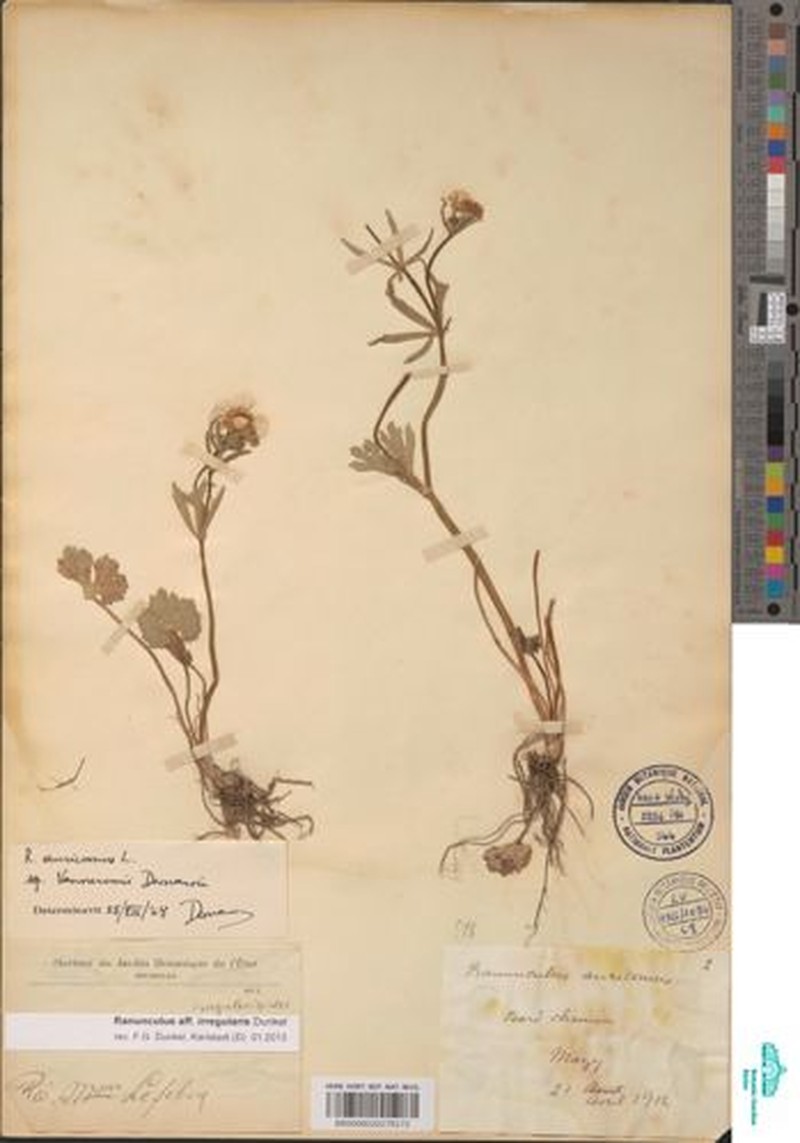 Ranunculus irregularis photo 2