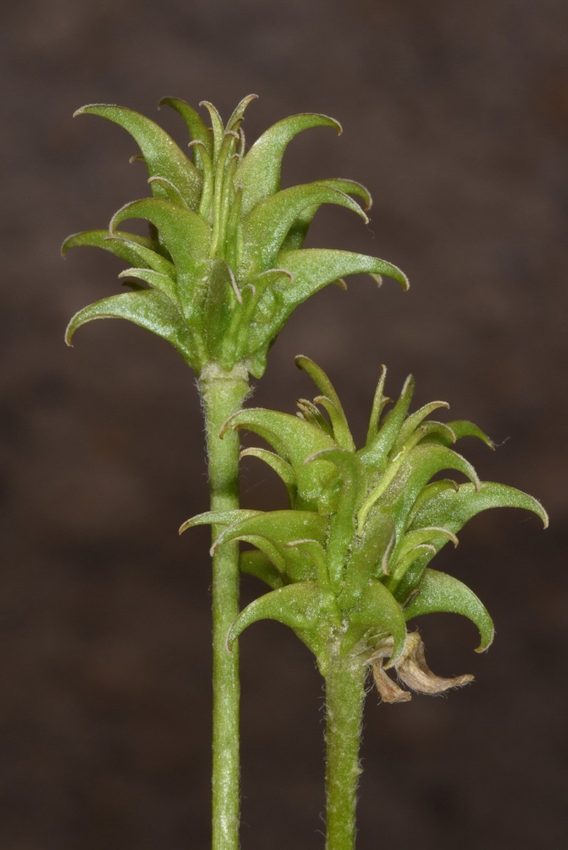 Ranunculus isthmicus