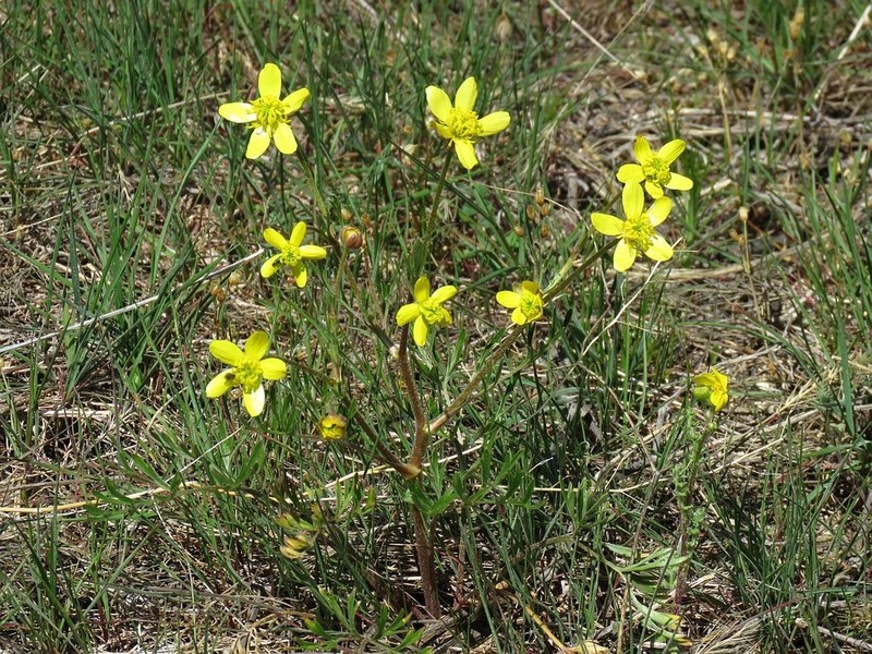 Ranunculus isthmicus photo 2