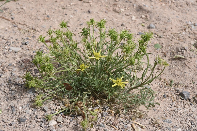 Ranunculus isthmicus photo 4