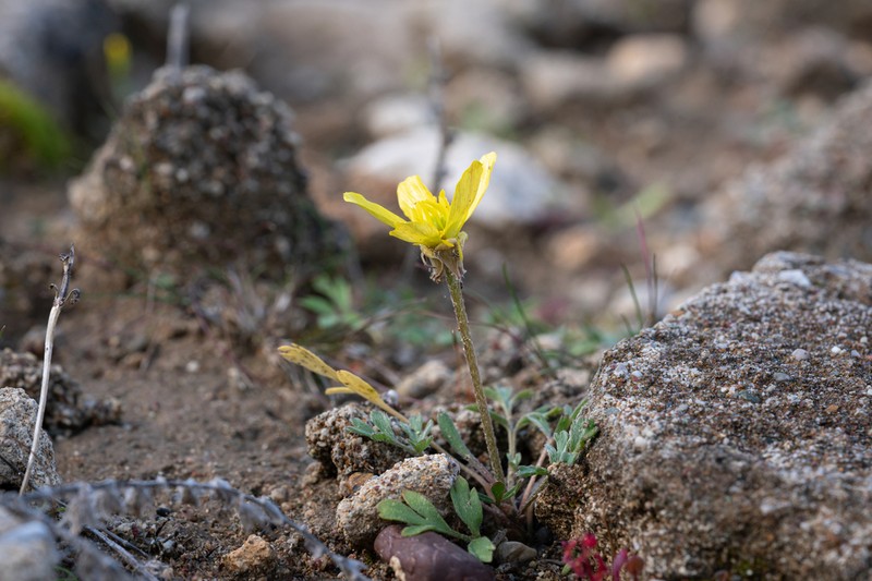 Ranunculus isthmicus photo 5
