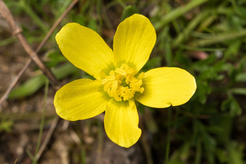 Ranunculus isthmicus photo 6