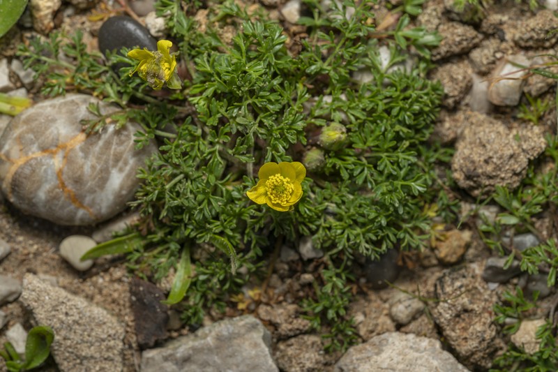Ranunculus isthmicus photo 8