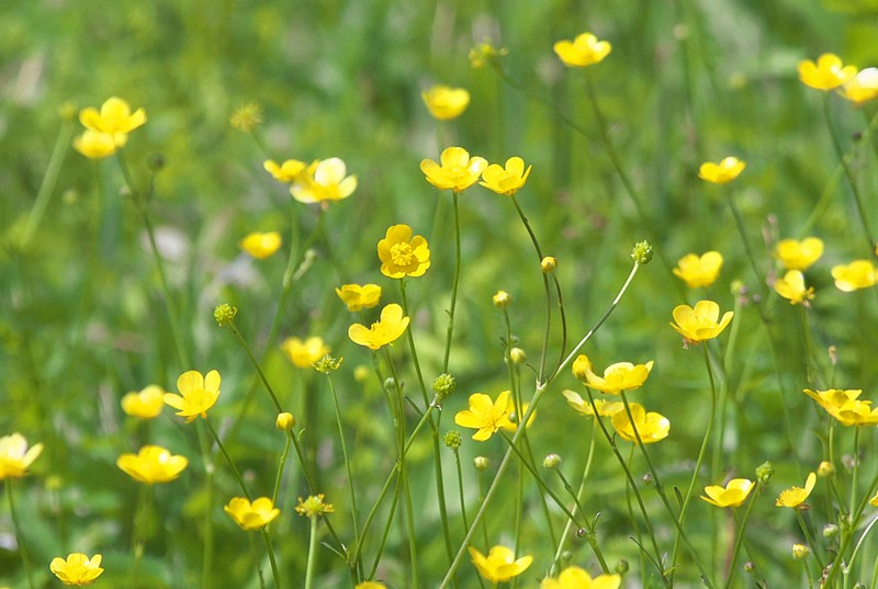Ranunculus japonicus