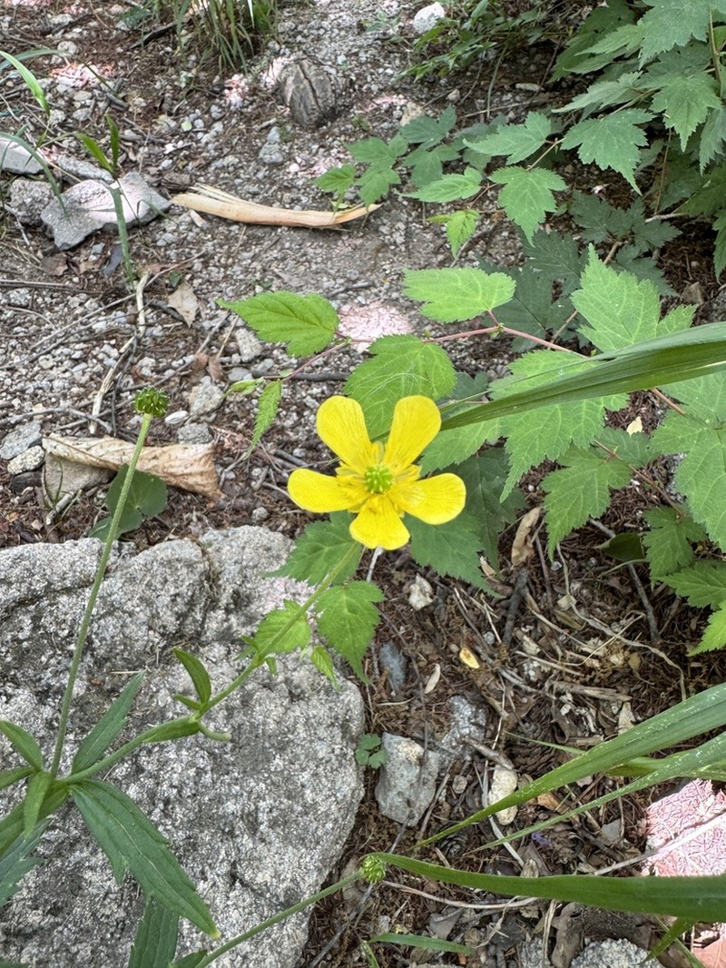 Ranunculus japonicus photo 2
