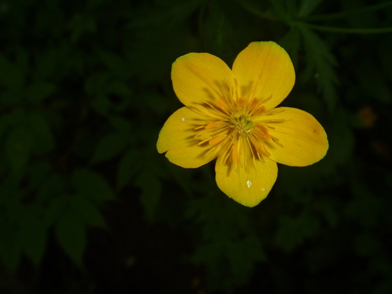 Ranunculus japonicus photo 4