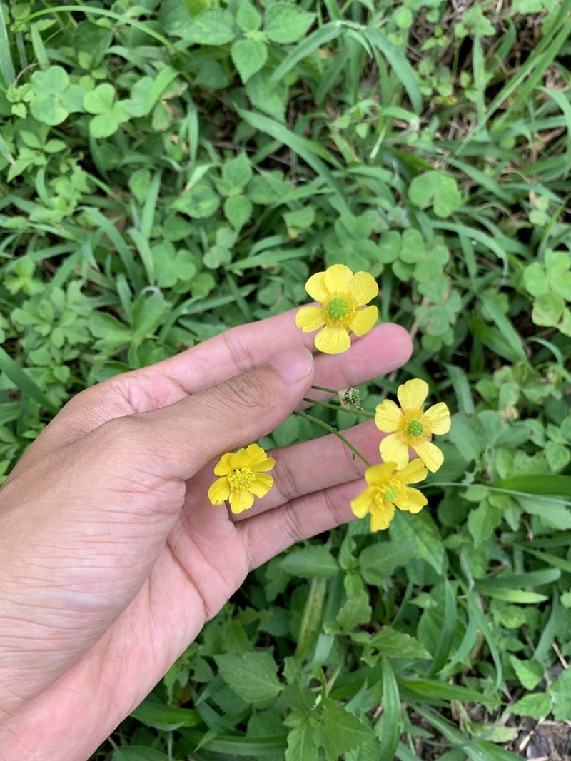 Ranunculus japonicus photo 5
