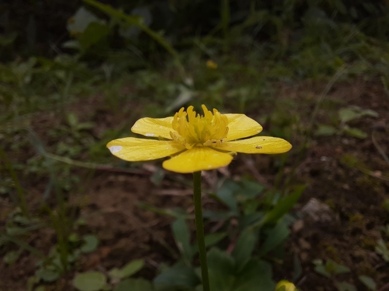 Ranunculus japonicus photo 6