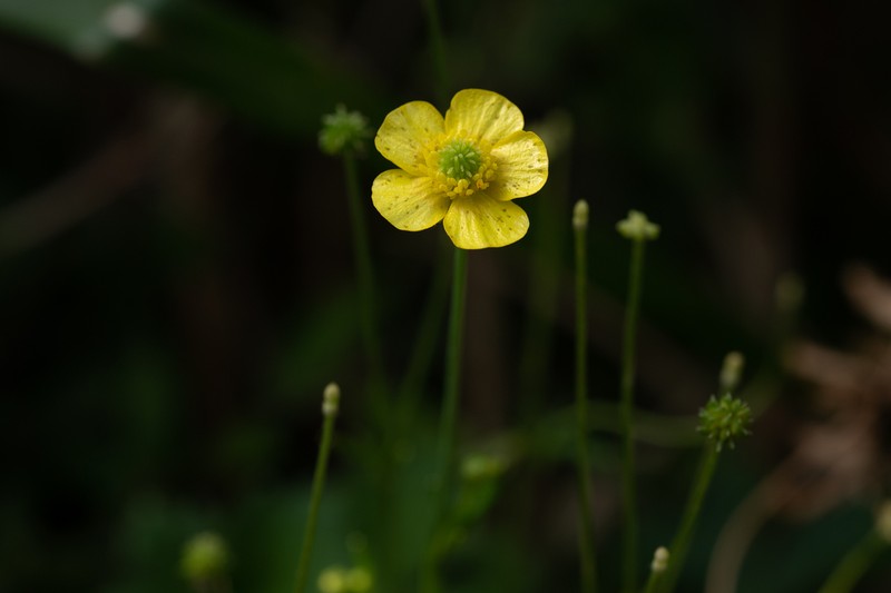 Ranunculus japonicus photo 7