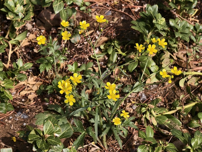 Ranunculus japonicus photo 8