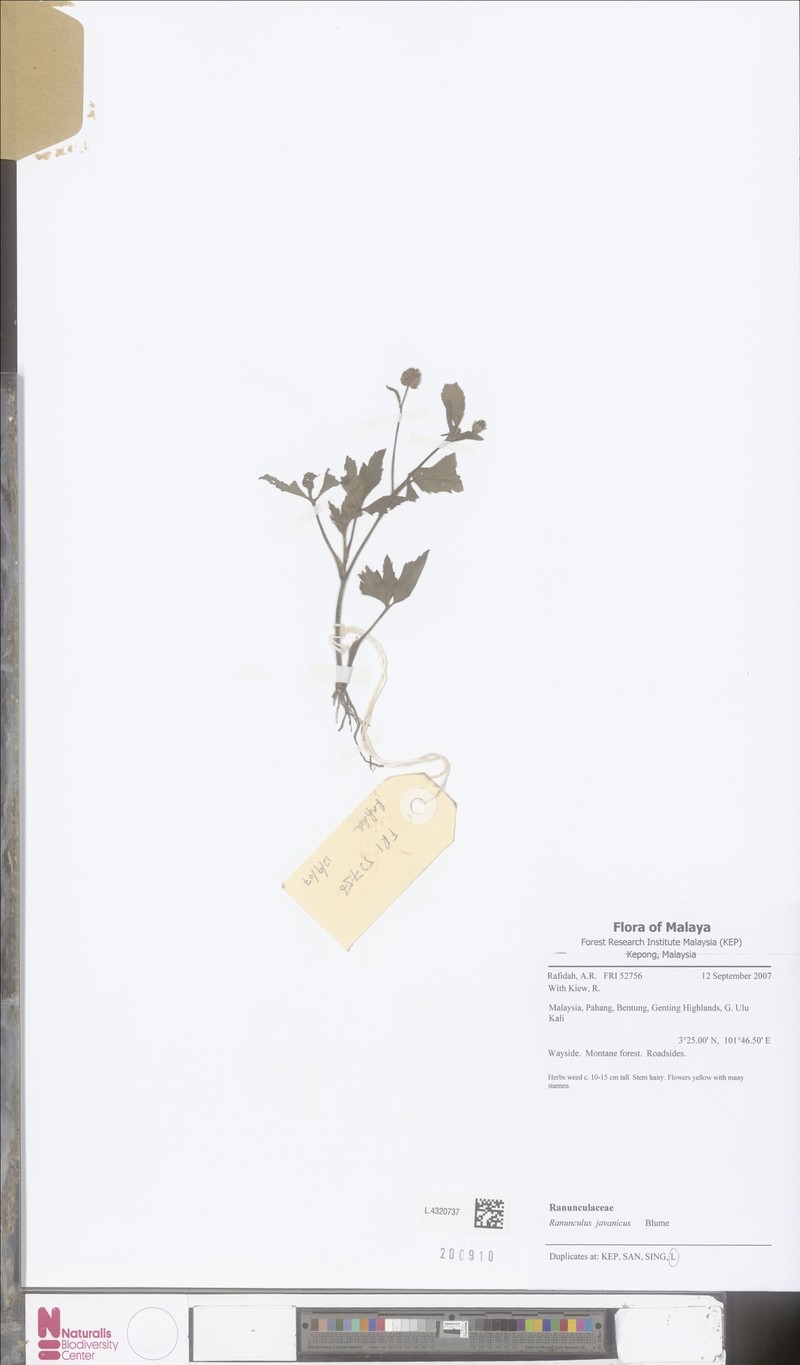 Ranunculus javanicus