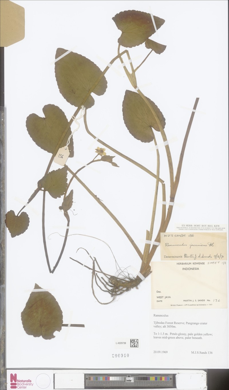 Ranunculus javanicus photo 2