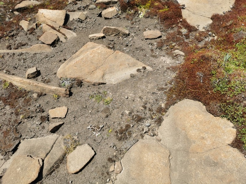 Ranunculus jugosus
