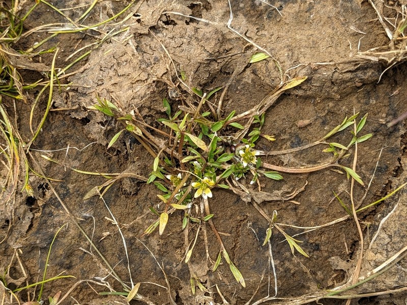 Ranunculus jugosus photo 2