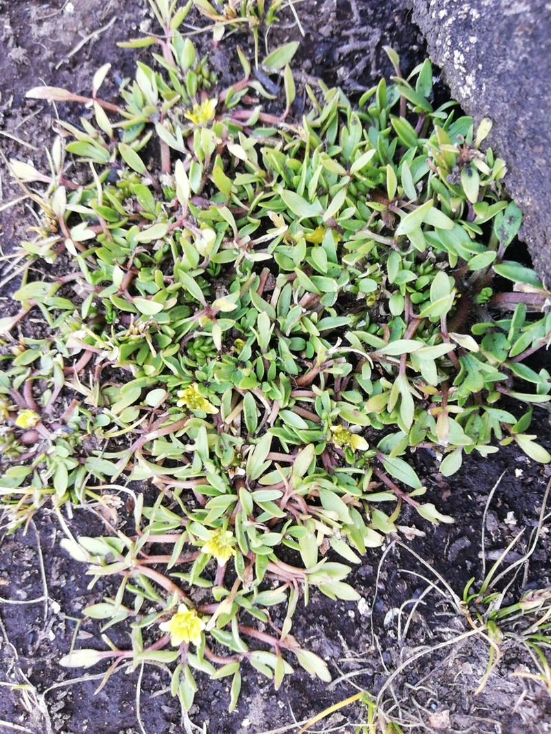 Ranunculus jugosus photo 4