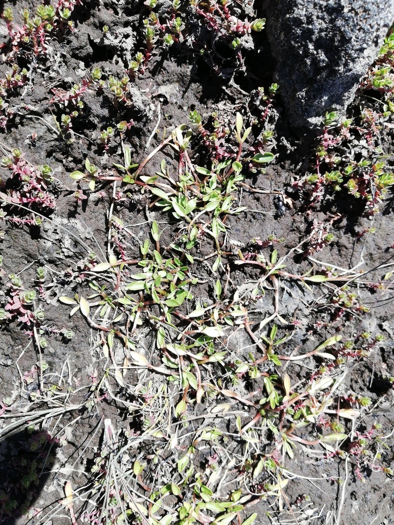 Ranunculus jugosus photo 5