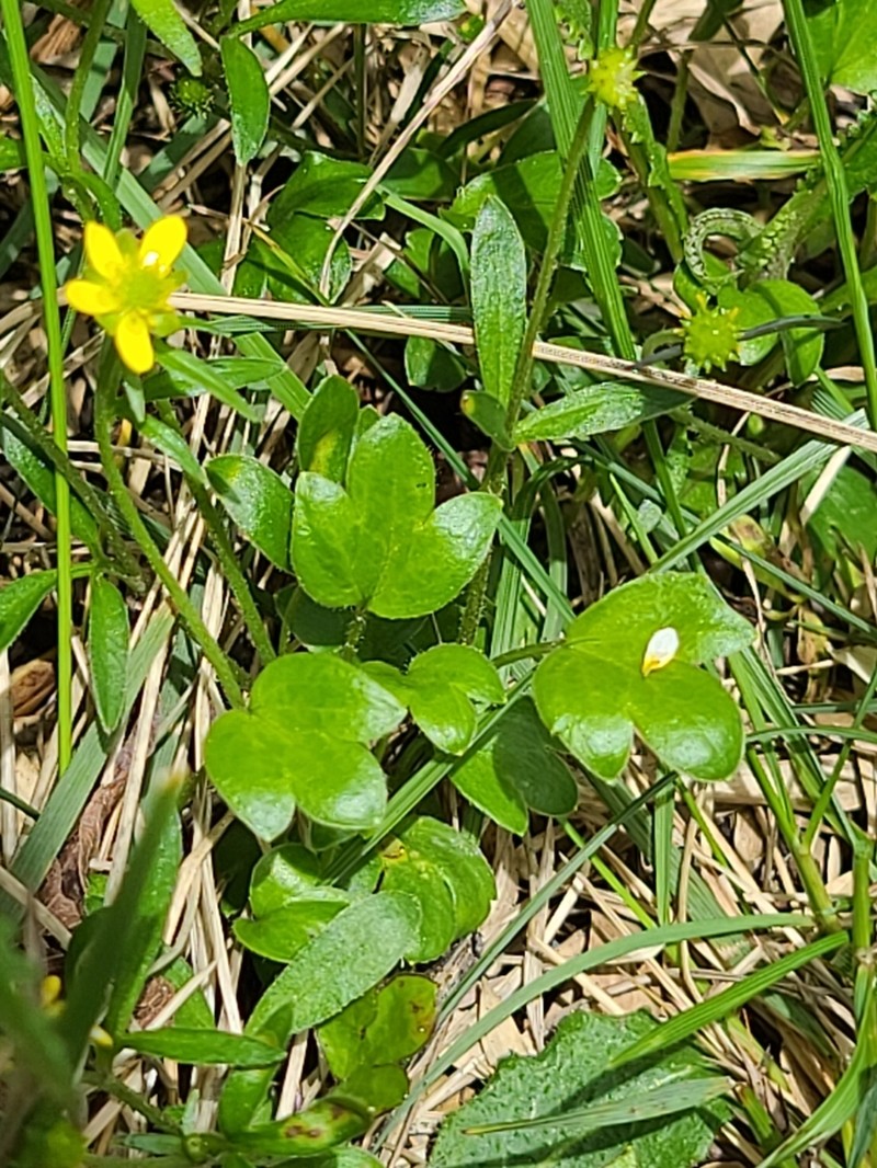 Ranunculus junipericola