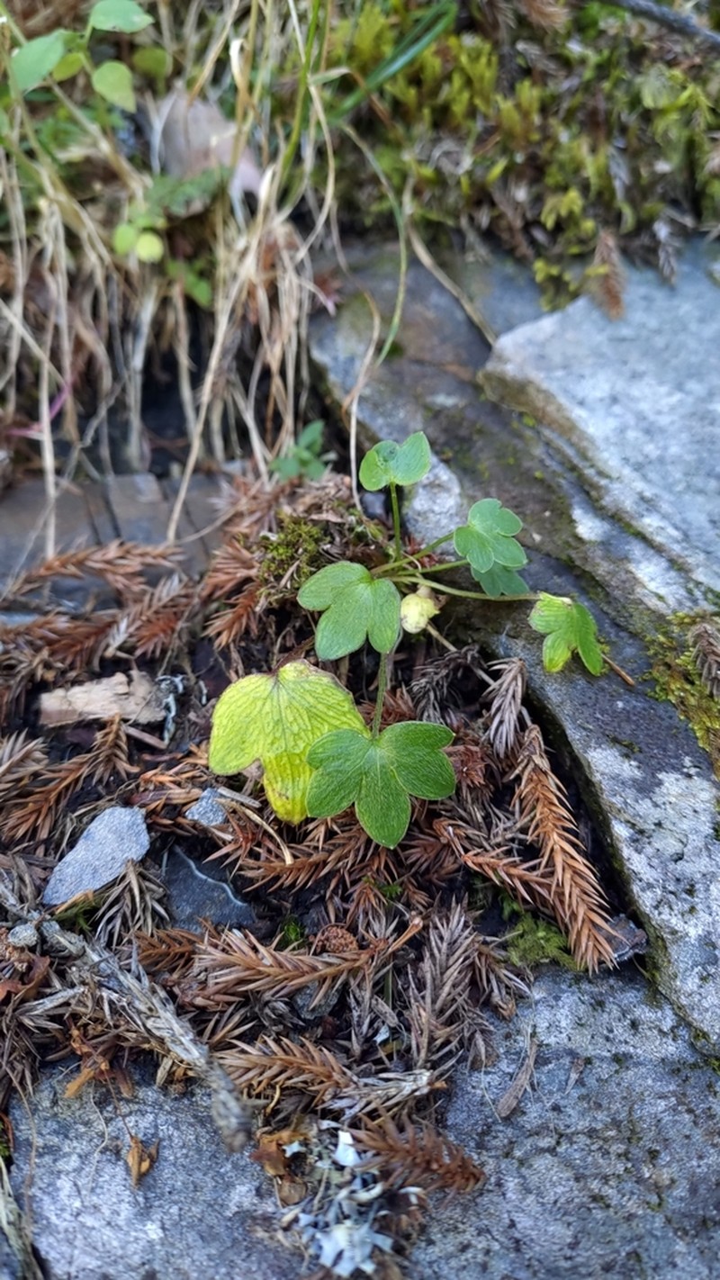 Ranunculus junipericola photo 2