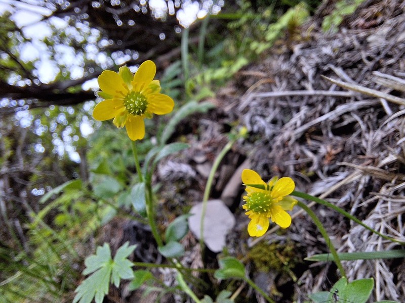 Ranunculus junipericola photo 3
