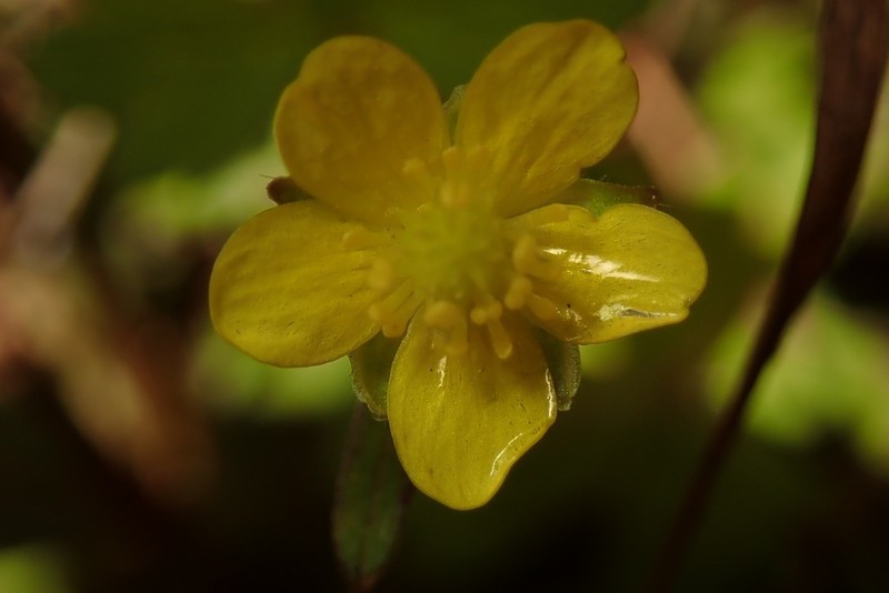 Ranunculus junipericola photo 4