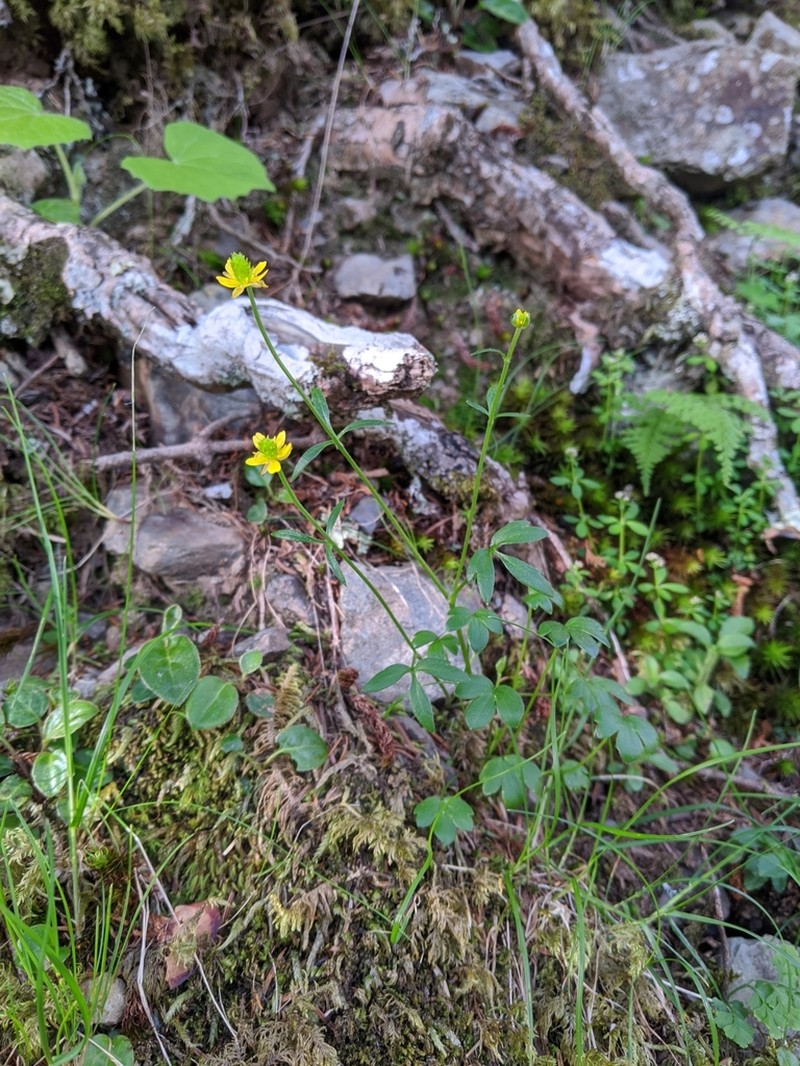 Ranunculus junipericola photo 5