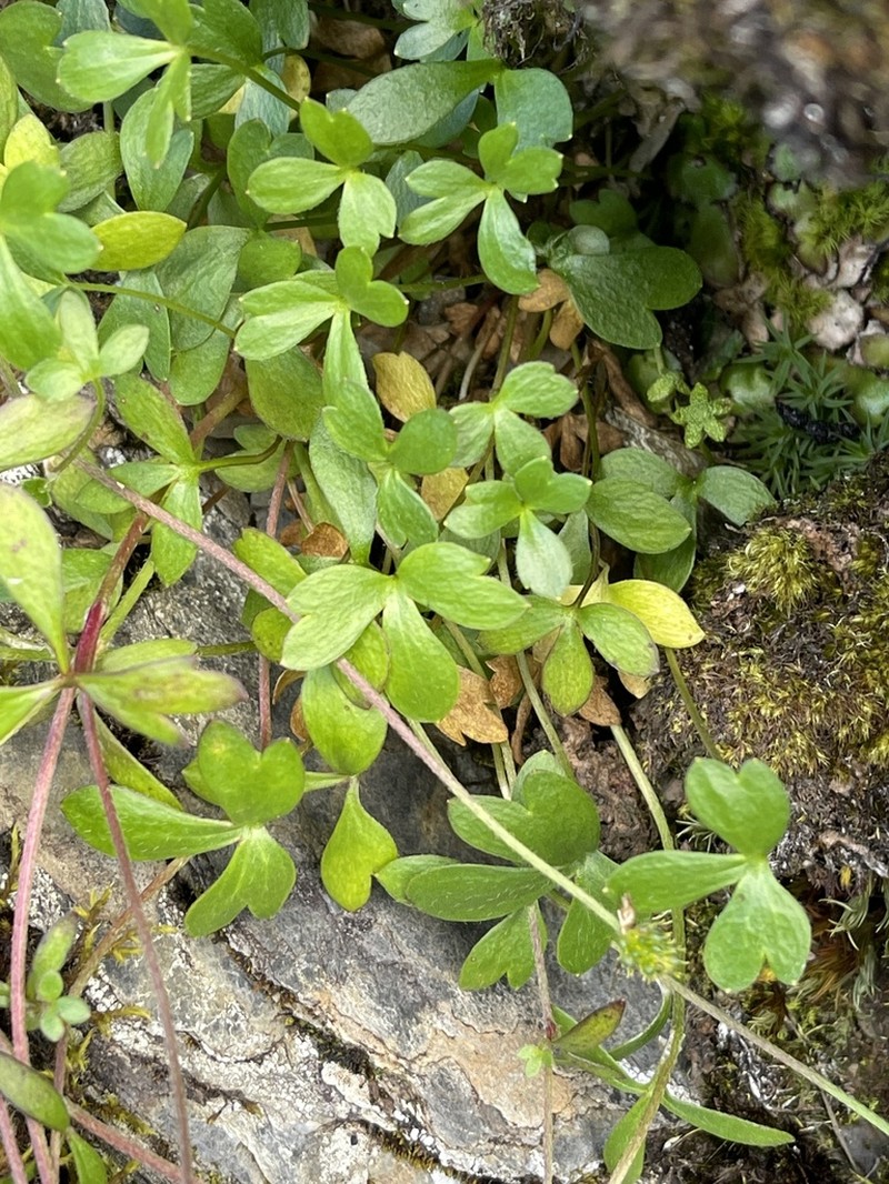 Ranunculus junipericola photo 6