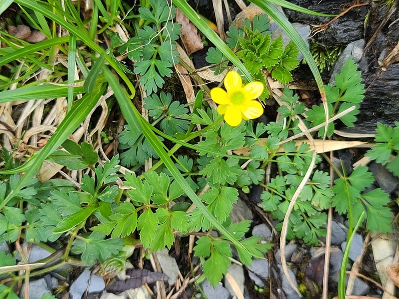 Ranunculus junipericola photo 7
