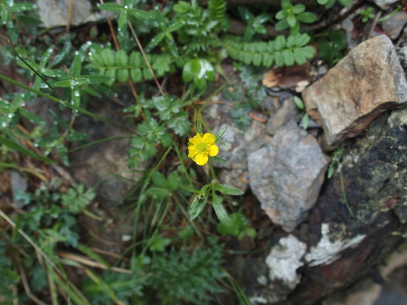 Ranunculus junipericola photo 8