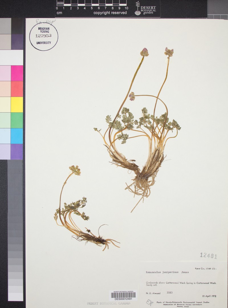 Ranunculus juniperinus