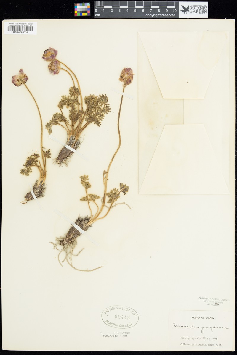 Ranunculus juniperinus photo 2